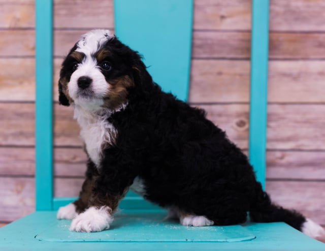 Lotus came from Sasha and Stanley's litter of F1 Bernedoodles