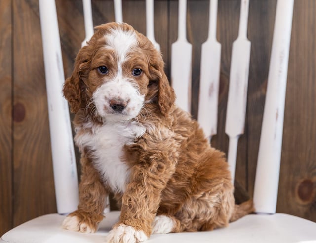 Zeus is an F1 Irish Doodle that should have  and is currently living in Illinois