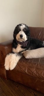 Tri color Bernedoodle in New York