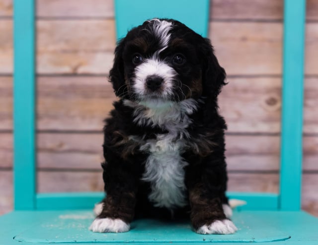 A picture of a Lana, one of our Mini Bernedoodles puppies that went to their home in Minnesota