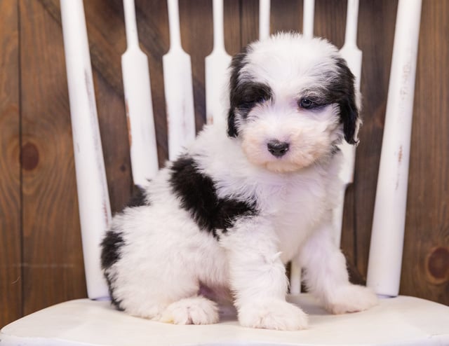 Flame is an F1 Sheepadoodle that should have  and is currently living in Minnesota