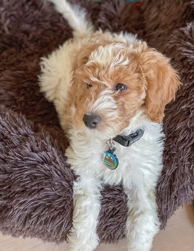 A picture of a Milly, one of our Mini Goldendoodles puppies that went to their home in Illinois