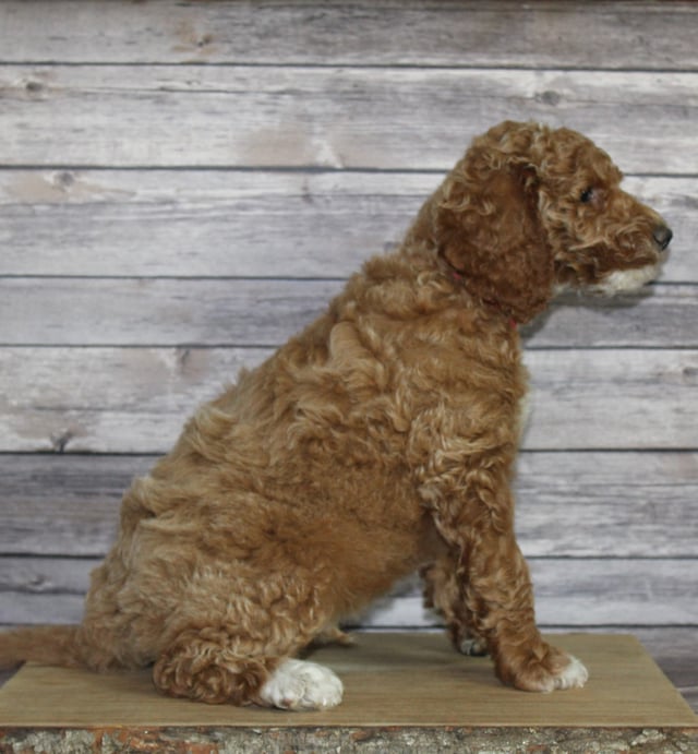 Maverick came from Tatum and Murphy's litter of F2B Irish Goldendoodles