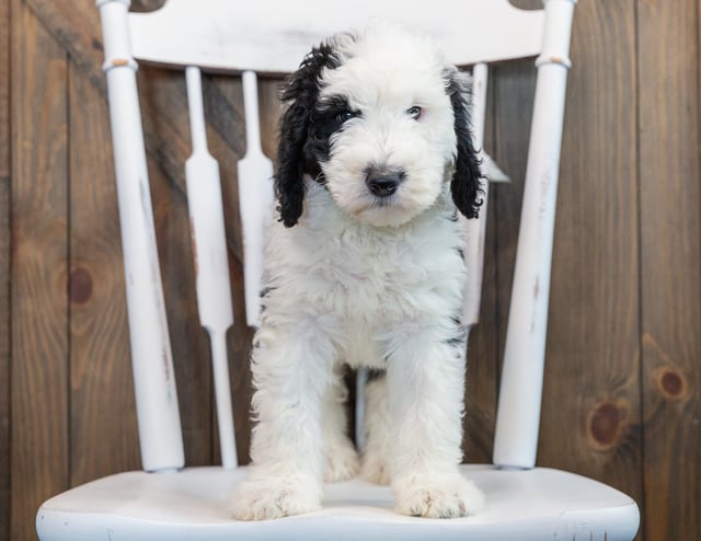 Nala came from Annie and Merlin's litter of F1 Sheepadoodles