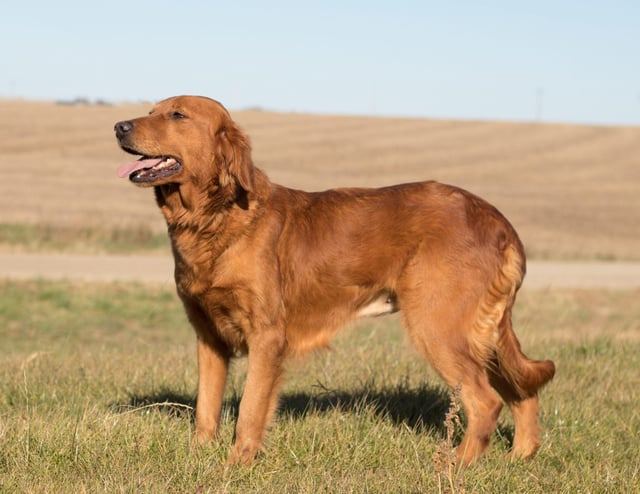 A picture of one of our Golden Retriever mother's, Jazzy.