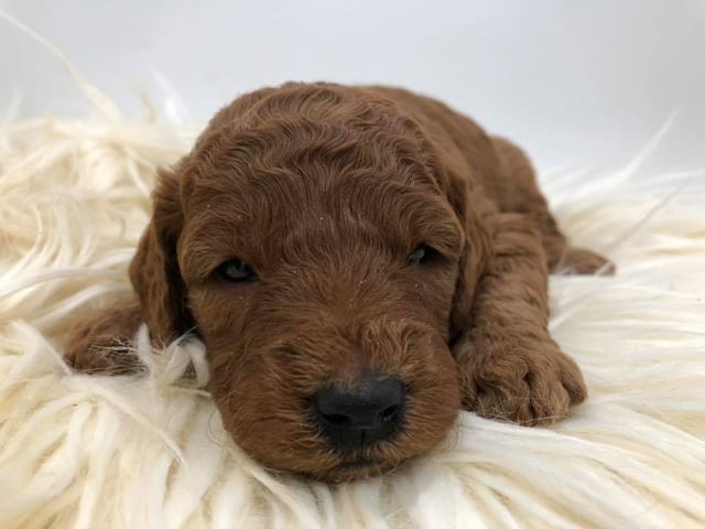 Another great picture of Hess, a Goldendoodles puppy
