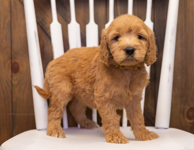 A picture of a Sweetie, one of our Standard Goldendoodles puppies that went to their home in Nebraska