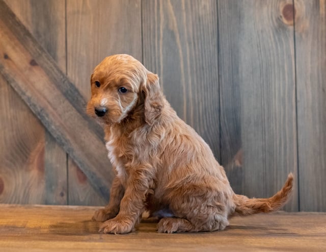 Honey came from Honey and Scout's litter of F1B Goldendoodles