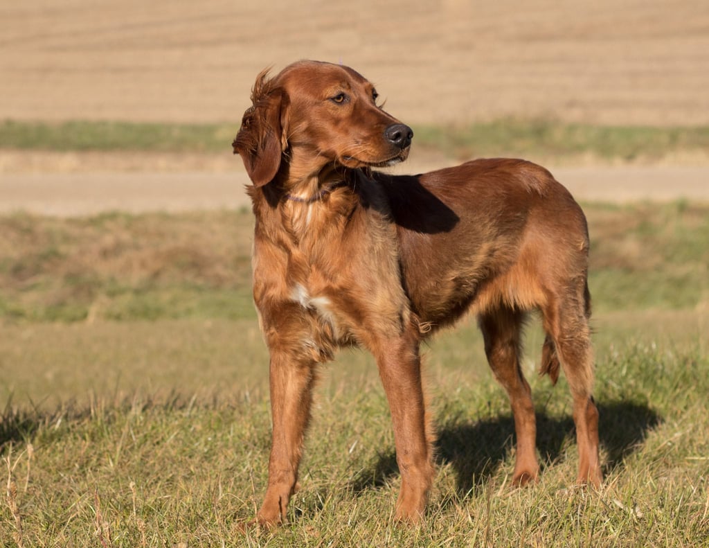 A picture of one of our Irish Setter mother's, Hazel.