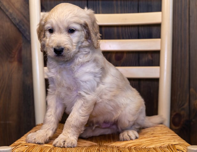 Yetta is an F1B Goldendoodle that should have  and is currently living in Iowa