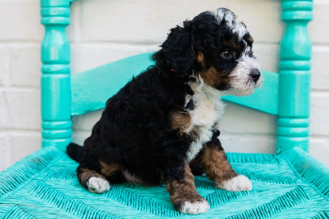 Gus is an F1B Bernedoodle that should have  and is currently living in Alabama