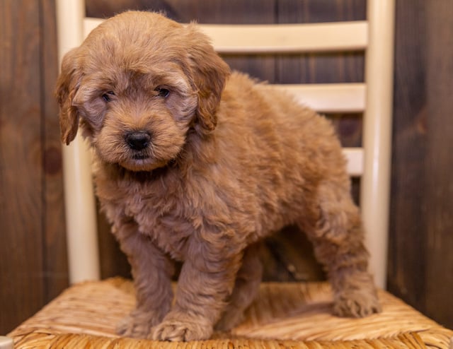 Darcy is an F1 Goldendoodle that should have  and is currently living in Nebraska