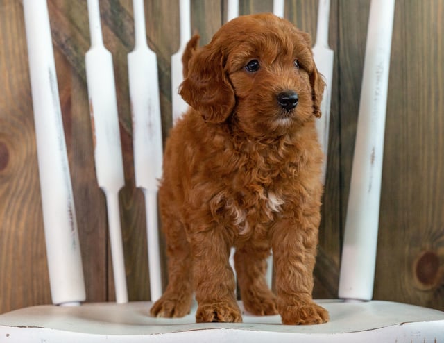 Karen is an F1 Goldendoodle that should have  and is currently living in Minnesota
