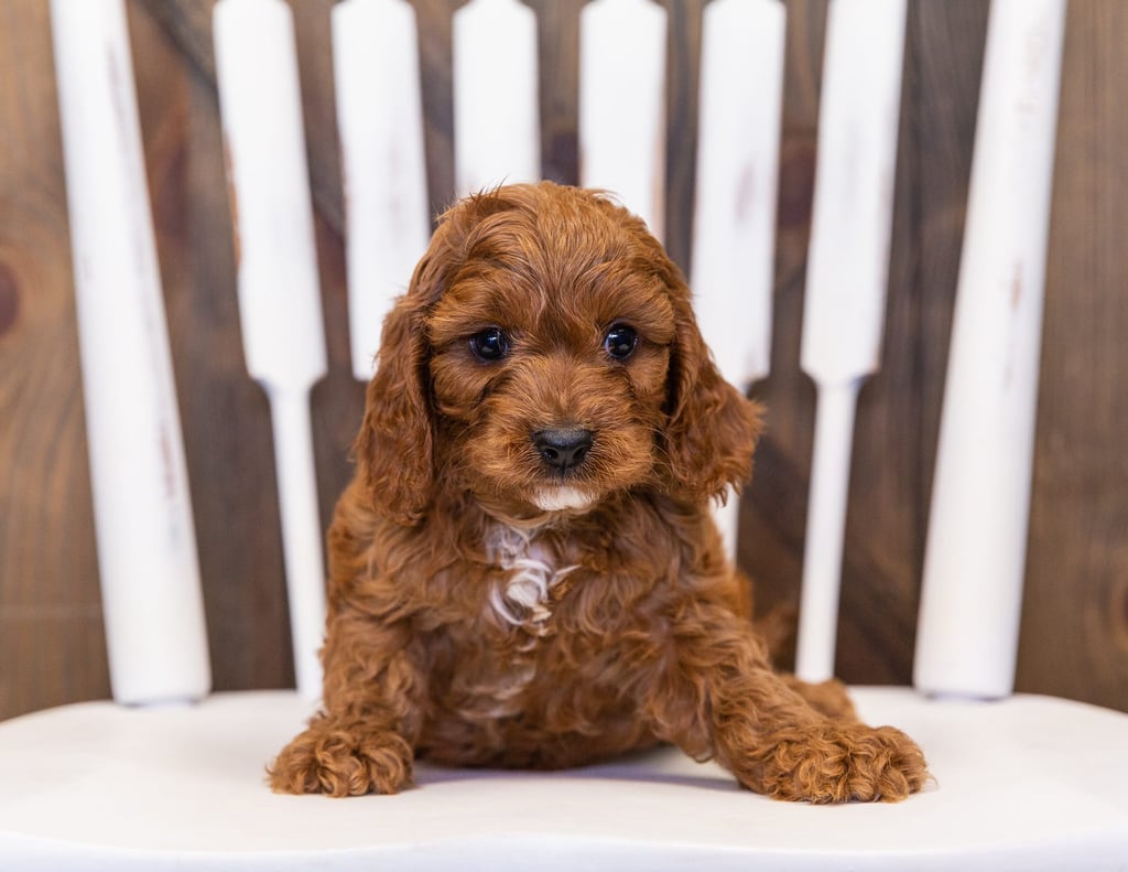 Our cute  Cavapoos available for sale!