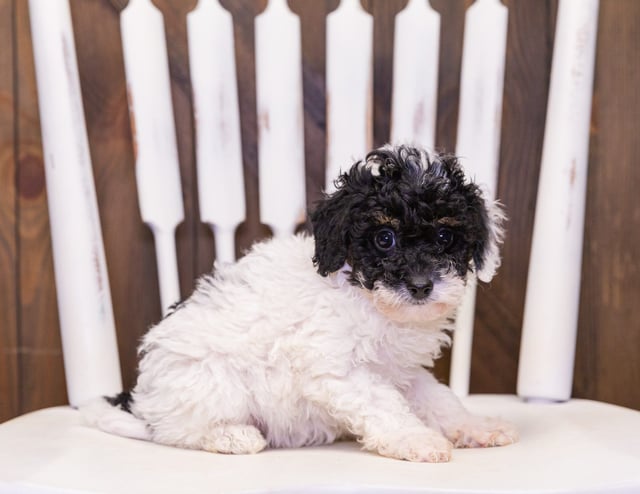 A picture of a Gracie, one of our Mini Poodles puppies that went to their home in Missouri