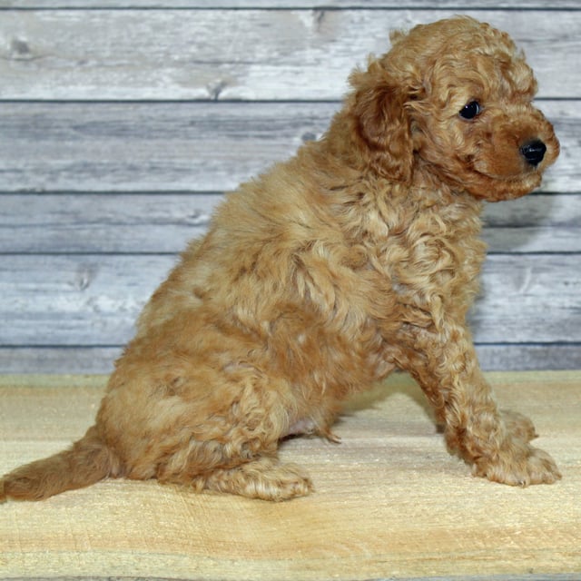 Yoyo came from Scarlett and Murphy's litter of F2B Irish Goldendoodles