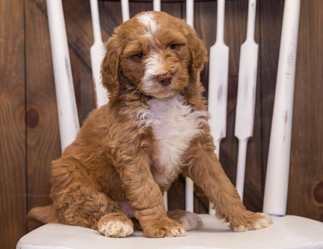 A picture of a Ximo, one of our Standard Goldendoodles puppies that went to their home in Minnesota