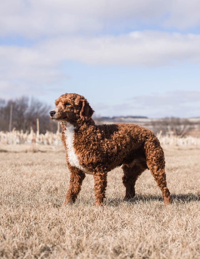 A litter of Standard Irish Doodles raised in Iowa by Poodles 2 Doodles