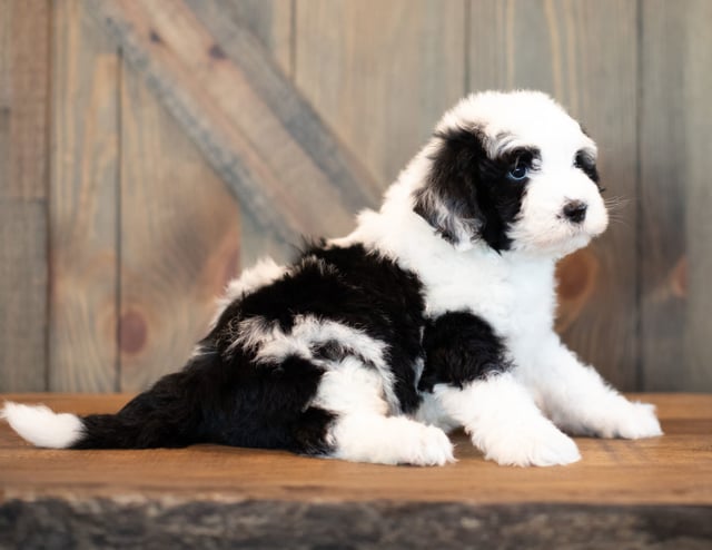 Vince is an F1 Sheepadoodle for sale in Iowa.