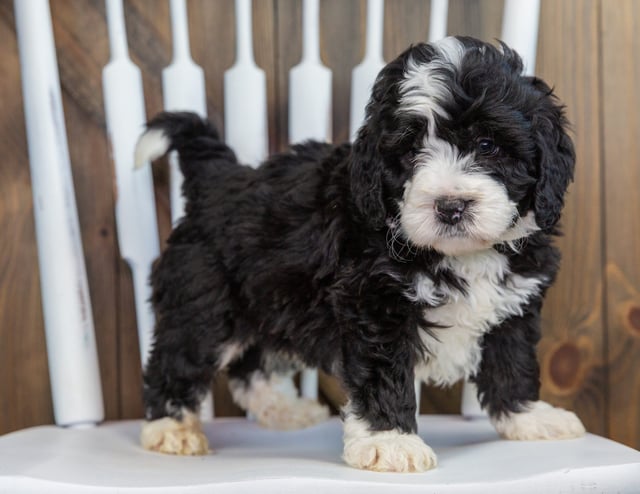 Volt is an F1 Bernedoodle that should have  and is currently living in South Dakota