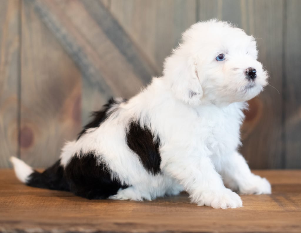 A picture of a Violet, one of our Mini Sheepadoodles puppies that went to their home in California