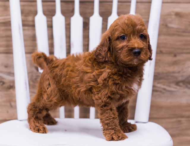 Tank came from Ginger and Rugar's litter of F1 Irish Doodles