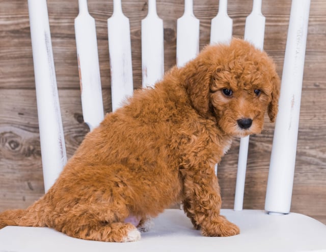 Reveka came from Jazzy and Rugar's litter of F1 Goldendoodles