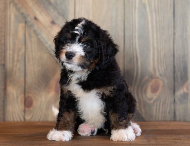 Charlie came from Sasha and Stanley's litter of F1 Bernedoodles