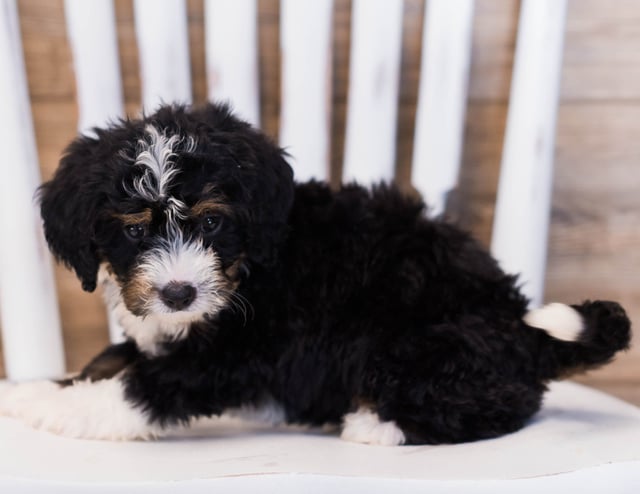 Zowie came from Willow and Grimm's litter of F1 Bernedoodles