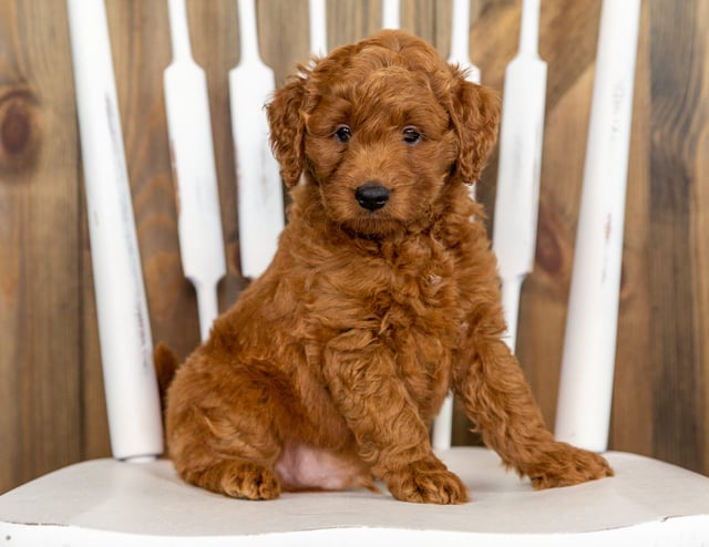 Paco came from Berkeley and Taylor's litter of F1B Goldendoodles