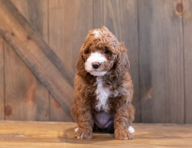 A picture of a Irene, one of our Mini Goldendoodles puppies that went to their home in Minnesota 