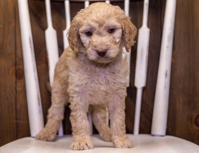 Another pic of our recent Goldendoodle litter