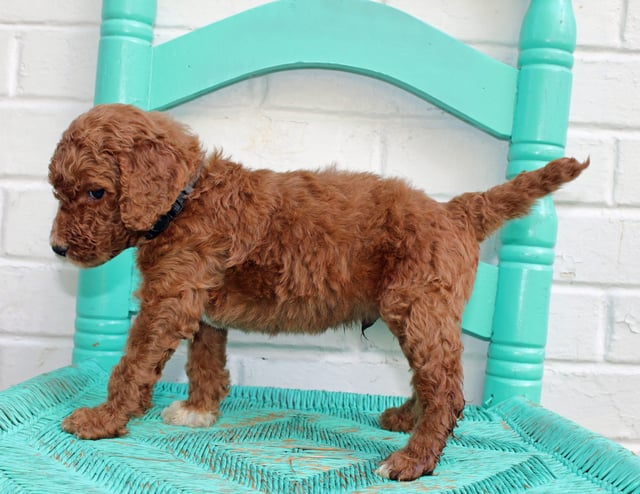 Major is an F1BB Irish Doodle that should have  and is currently living in Indianapolis 