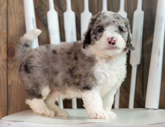 Logan is an F1B Sheepadoodle that should have  and is currently living in California