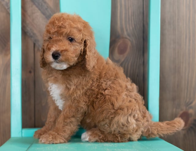 A picture of a Walker, one of our Mini Goldendoodles puppies that went to their home in Colorado