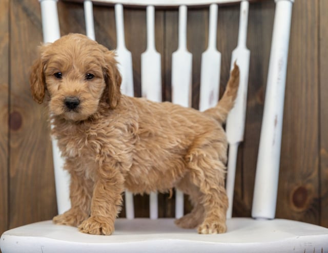Barkley came from KC and Rugar's litter of F1 Goldendoodles