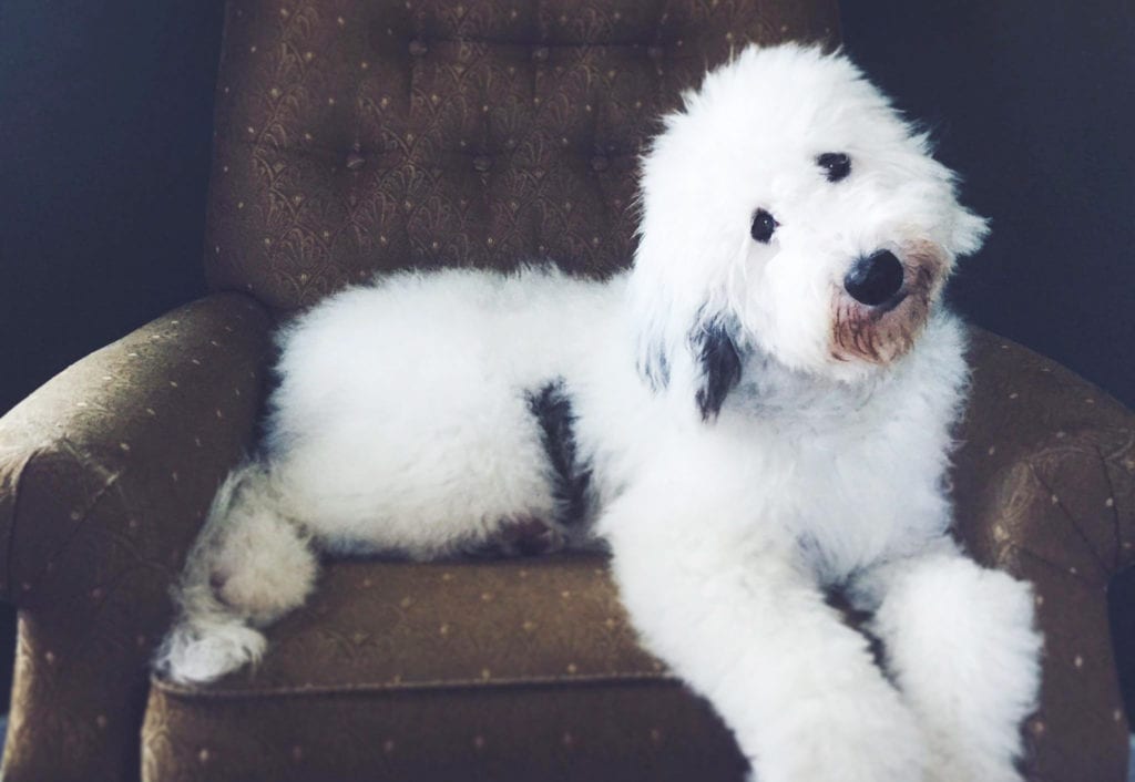 What’s the Difference Between An F1 and F2 Sheepadoodle?