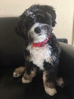 Mini Tri bernedoodle