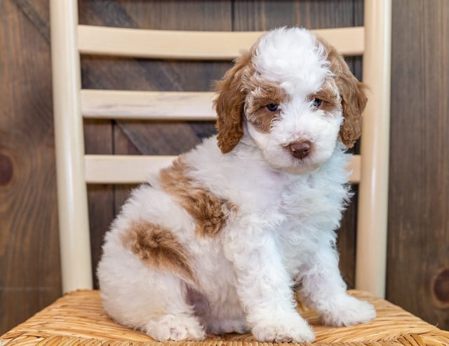 This litter of Goldendoodles are of the F1B generation.