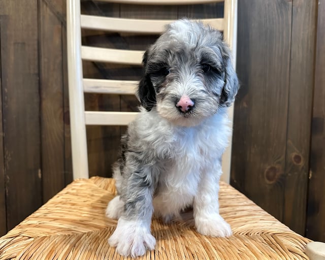 A picture of a Newton, one of our Mini Sheepadoodles puppies that went to their home in Florida 