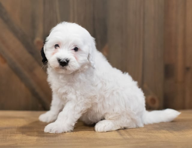 A picture of a Roxy, a gorgeous Petite Sheepadoodles for sale