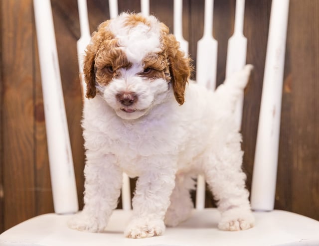 A picture of a Jersey, one of our Mini Poodles puppies that went to their home in California