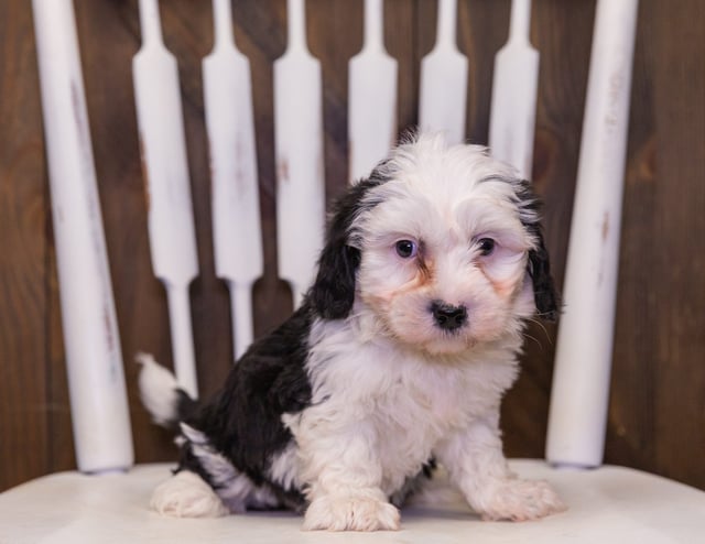 A picture of a Ranger, one of our Mini Sheepadoodles puppies that went to their home in New York