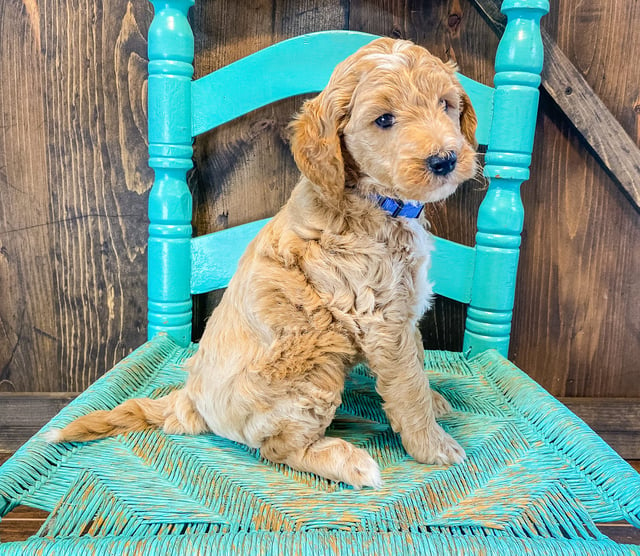 A picture of a AJ, one of our Mini Goldendoodles puppies that went to their home in Nebraska