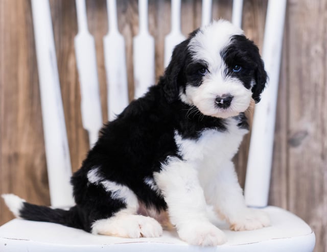 A picture of a Eldo, one of our Standard Sheepadoodles puppies that went to their home in Illinois