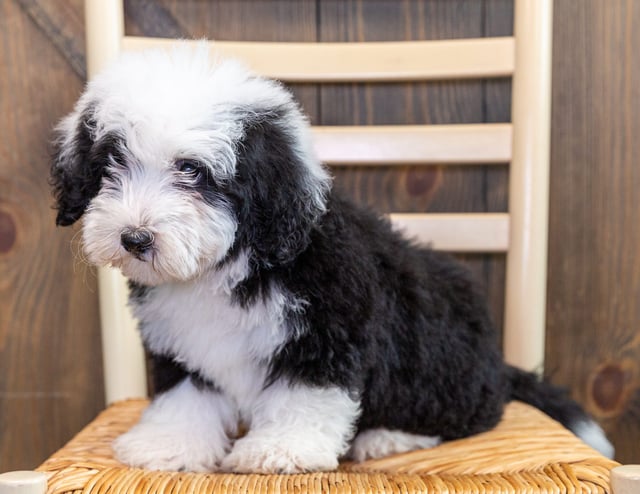 Niko is an F1 Sheepadoodle that should have  and is currently living in Iowa