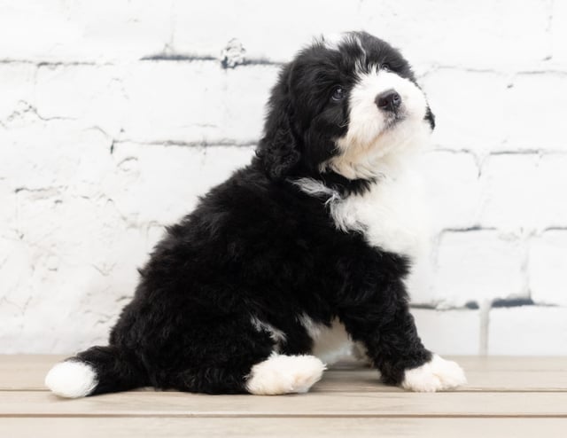 Zamp is an F1 Bernedoodle that should have  and is currently living in Florida