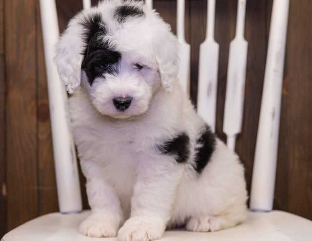 Neela is an F1 Sheepadoodle that should have  and is currently living in Texas