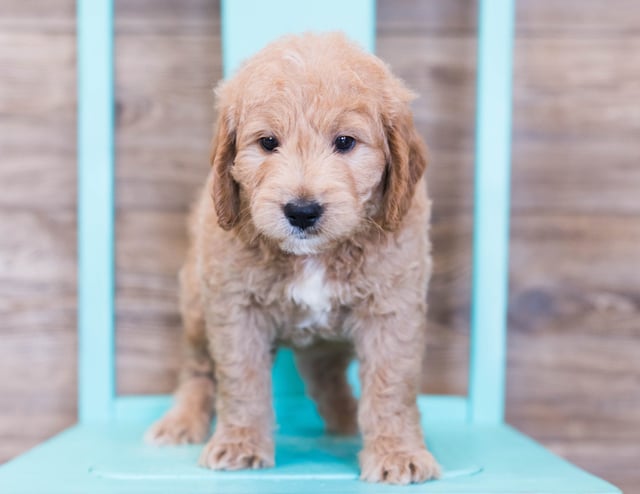 A picture of a Oatmeal, one of our Mini Goldendoodles puppies that went to their home in Illinois