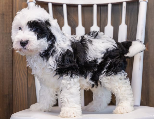 Patches is an F1 Sheepadoodle that should have  and is currently living in Texas